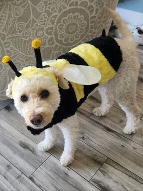 Bumble Bee Dog Pet Costume Frisco Chewy Halloween M